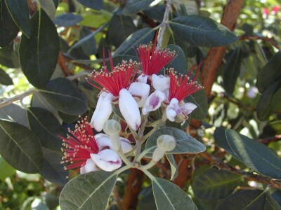 Acca sellowiana